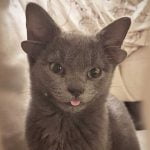 Dört Kulaklı Kedi ‘Midas’, Sosyal Medya Fenomeni Oldu!