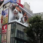 Japonya’da Dev Ekranda 3 Boyutlu Kedi Oynatıldı!